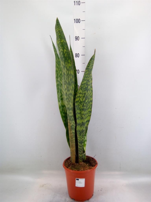 <h4>Sansevieria trifa.   ...</h4>