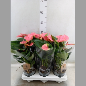Anthurium andr. 'Sweet Dream'