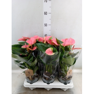 Anthurium andr. 'Sweet Dream'