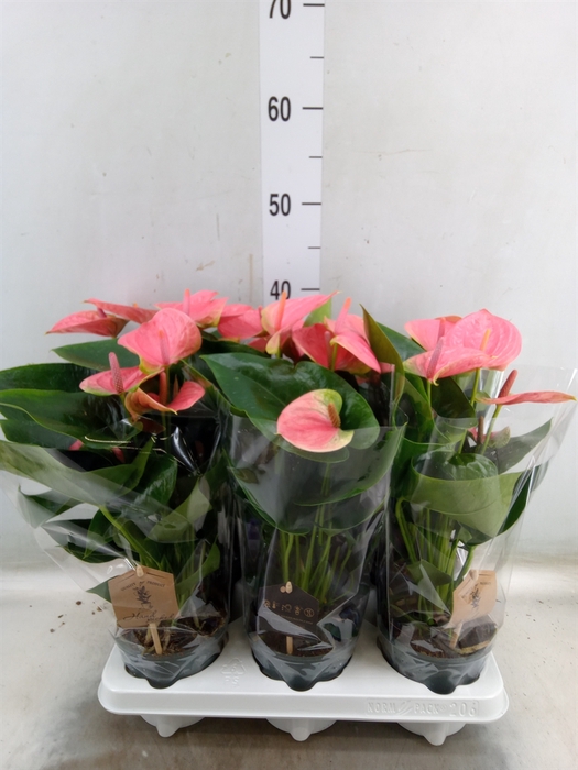 <h4>Anthurium andr. 'Sweet Dream'</h4>