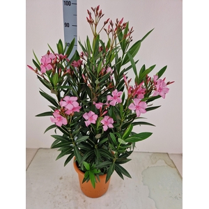NERI OLEANDER