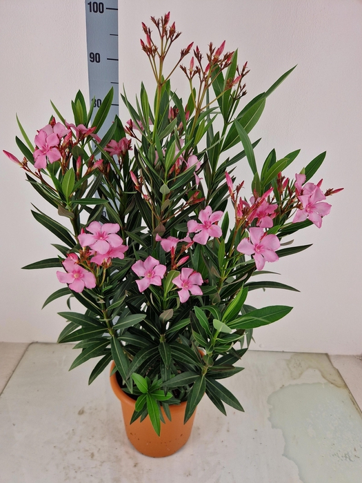 <h4>NERI OLEANDER</h4>