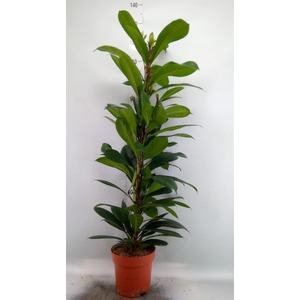 Ficus cyathistipula