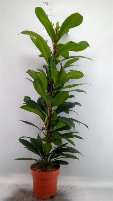 <h4>Ficus cyathistipula</h4>