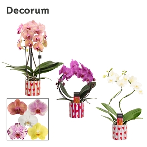 Phalaenopsis vormen mix 2 tak in Noura (Bubblicious-collection)