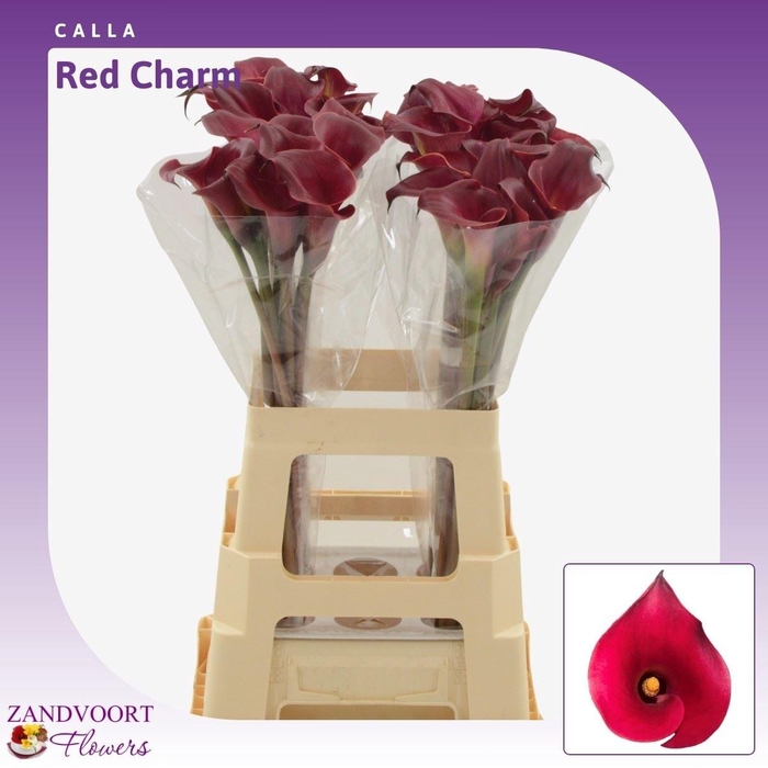 <h4>Calla Red Charm</h4>