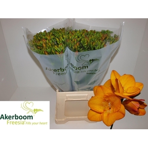 Freesia enk One XXL White