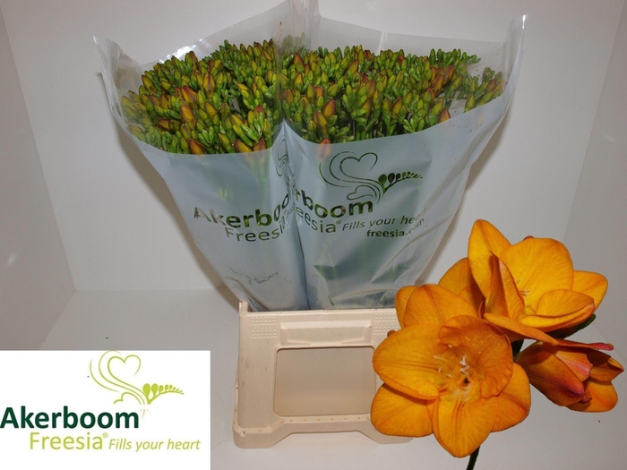 <h4>Freesia enk One XXL White</h4>