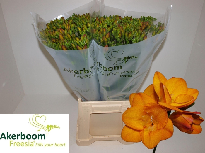 <h4>Freesia enk One XXL White</h4>