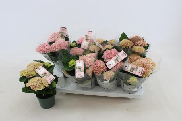 HYDR M MAG REVOLUTION PINK
