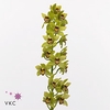 Mini cymbidium 'Pistachio' 70 cm