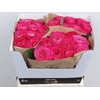 Rosa Garden Girlfriend