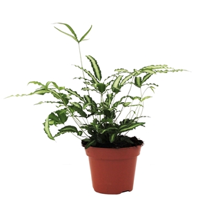 Pteris Albolineata