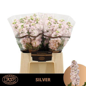 MATTH STOX SILVER