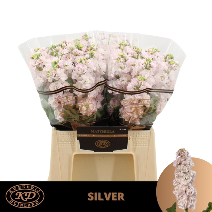 <h4>MATTH STOX SILVER</h4>