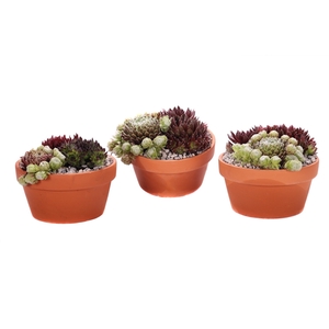 3x sempervivum terracotta