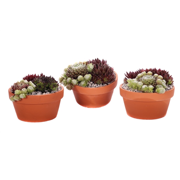 <h4>3x sempervivum terracotta</h4>