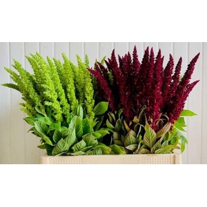 Amaranthus Mix