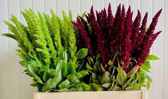 <h4>Amaranthus Mix</h4>