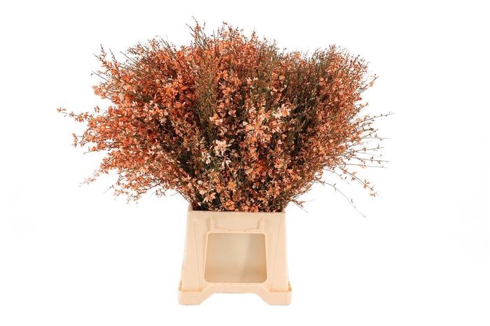 <h4>Ginster Oranje 400 Gr</h4>