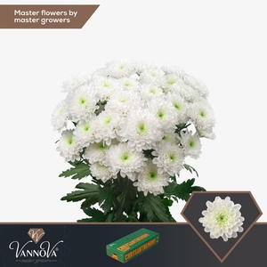 CHRYSANTHEMUM TR 'ALTAJ'
