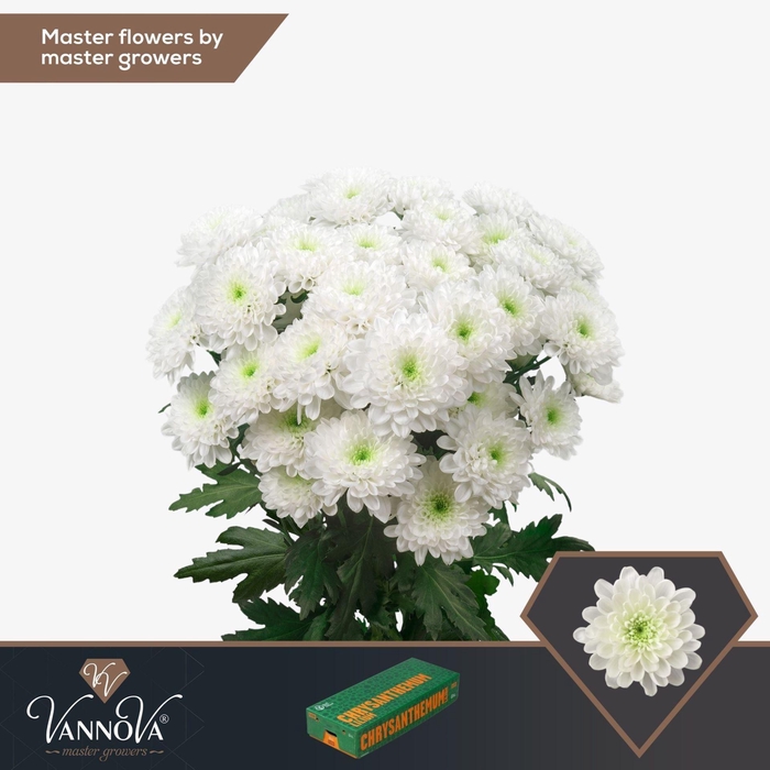 <h4>CHRYSANTHEMUM TR 'ALTAJ'</h4>