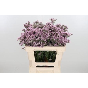 LIMONIUM MR. SILVER PINK LIM MR SIL