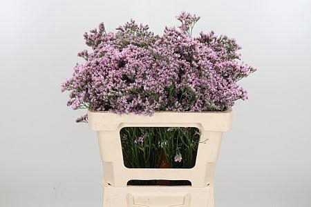 <h4>LIMONIUM MR. SILVER PINK LIM MR SIL</h4>