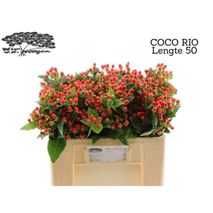 HYP COCO RIO