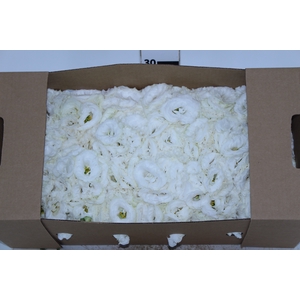 LISIANTHUS FLOR BRANCO