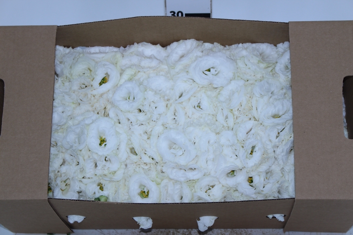 LISIANTHUS FLOR BRANCO