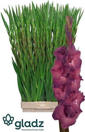<h4>Gladiolus Gr Indian Summer</h4>