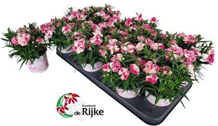 <h4>Dianthus 'Sprint Pink & Proud'</h4>