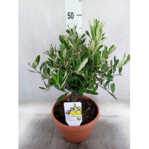 Olea europaea