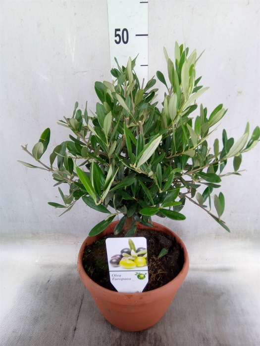 <h4>Olea europaea</h4>