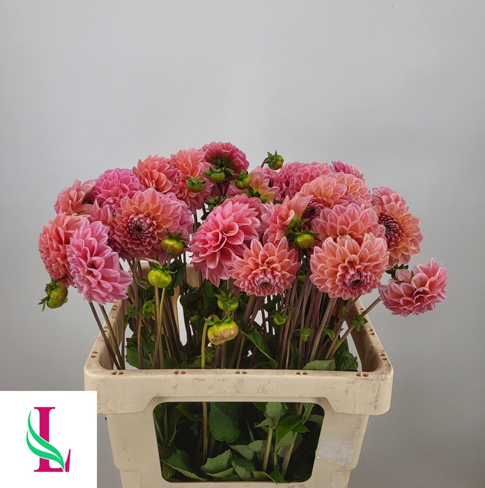 <h4>DAHL LINDAS BABY</h4>