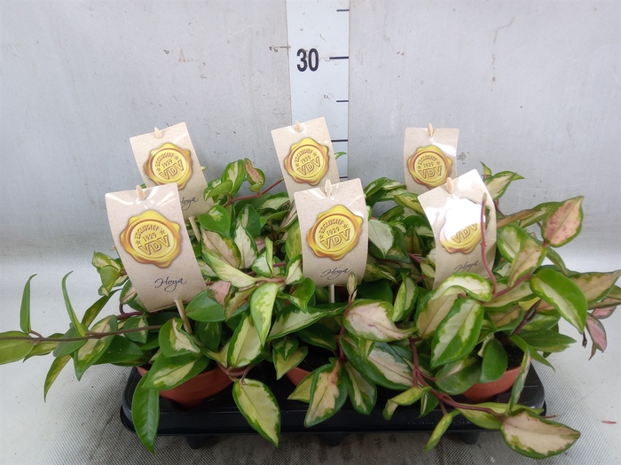 <h4>Hoya carnosa 'Tricolor'</h4>