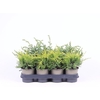 Juniperus Overig P11 mix