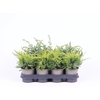 Juniperus Overig P11 mix
