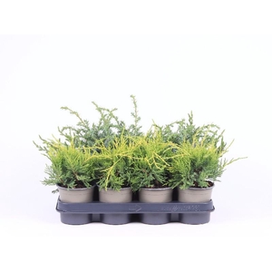 Juniperus Overig P11 mix