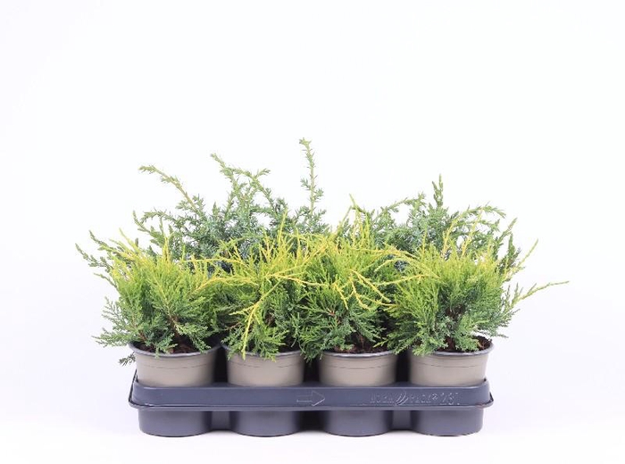 Juniperus Overig P11 mix