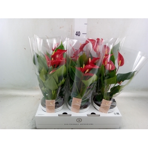 Anthurium  'Banderola Roja'