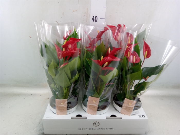 <h4>Anthurium  'Banderola Roja'</h4>