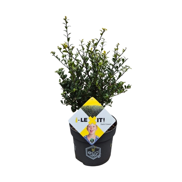 <h4>Ilex crenata Dark Green, P19, Struik 30-40cm</h4>