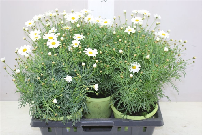 <h4>Argyranthemum Butterfly</h4>
