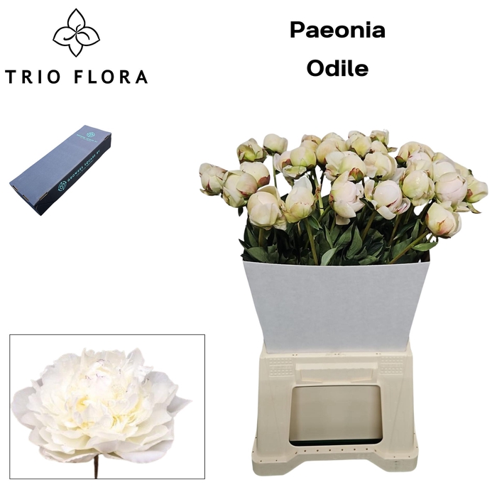 <h4>PAEO L ODILE M Box</h4>