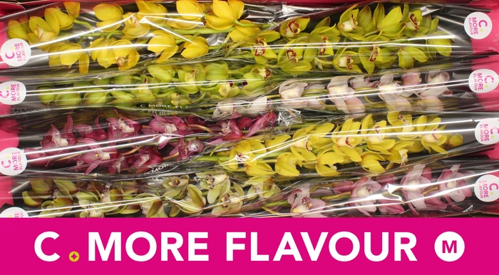 <h4>Cymbidium Mix</h4>