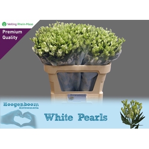 ALST FL WHITE PEARL