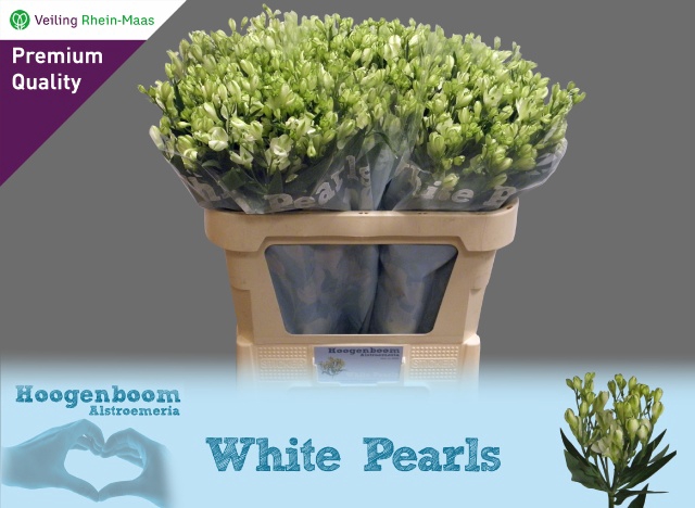 <h4>ALST FL WHITE PEARL</h4>