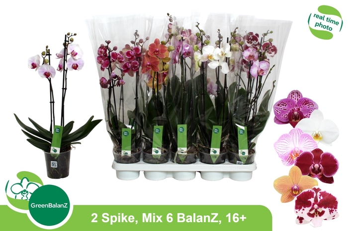 <h4>PHAL GEM 6 KL</h4>